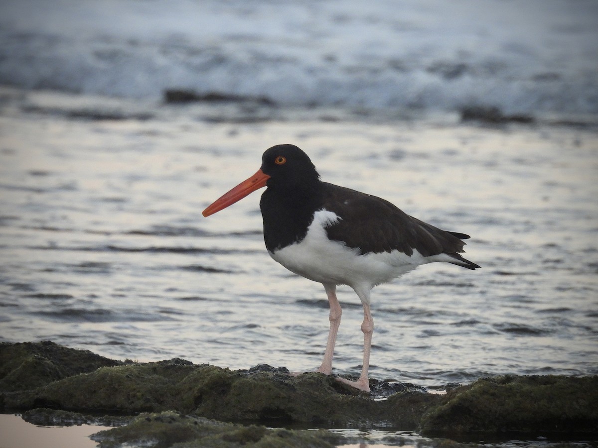 שלצדף אמריקני - ML646628819