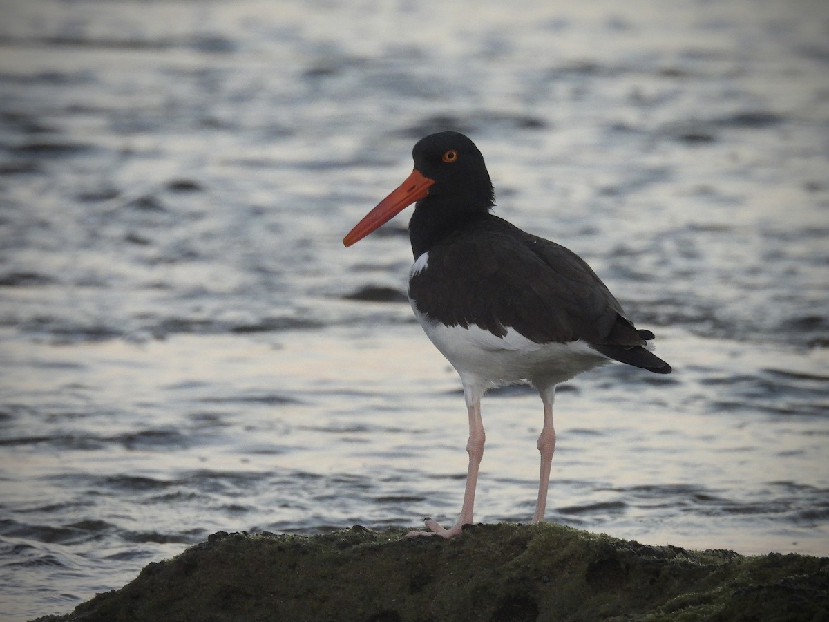 שלצדף אמריקני - ML646628820