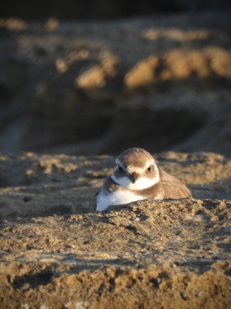 חופמי אמריקני - ML646628822