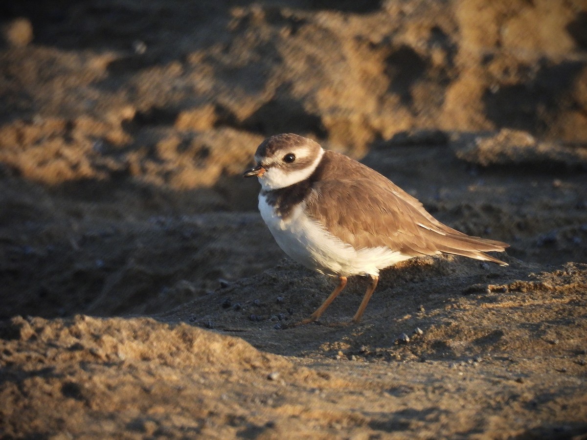 חופמי אמריקני - ML646628823