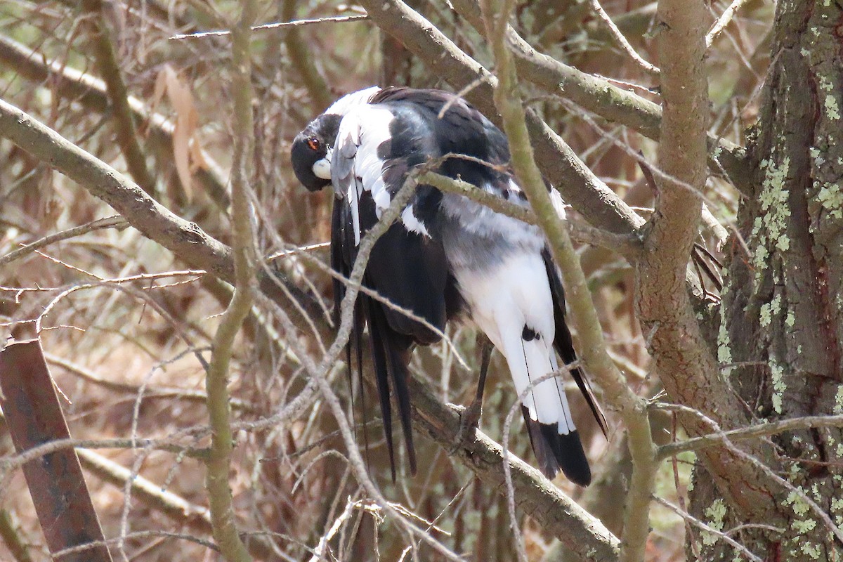 カササギフエガラス - ML646628824