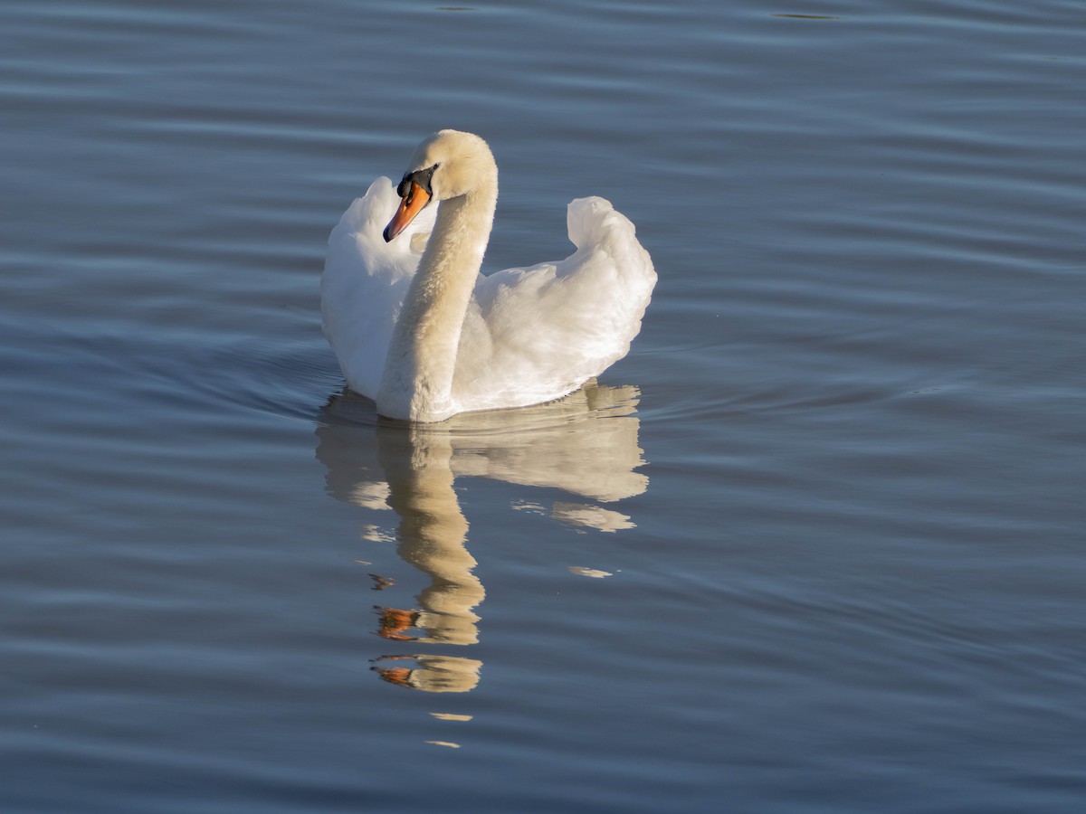 Mute Swan - ML646628825