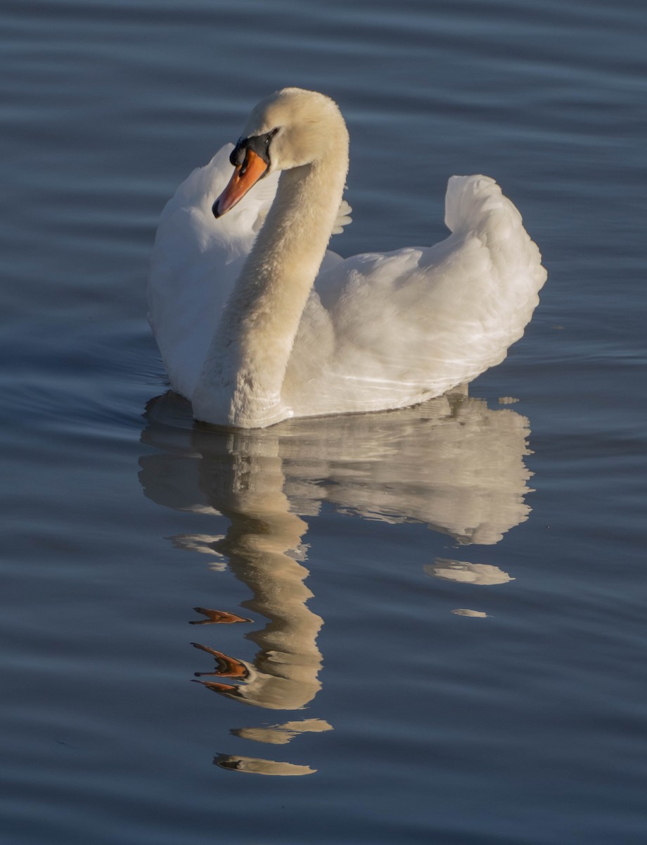 Mute Swan - ML646628826