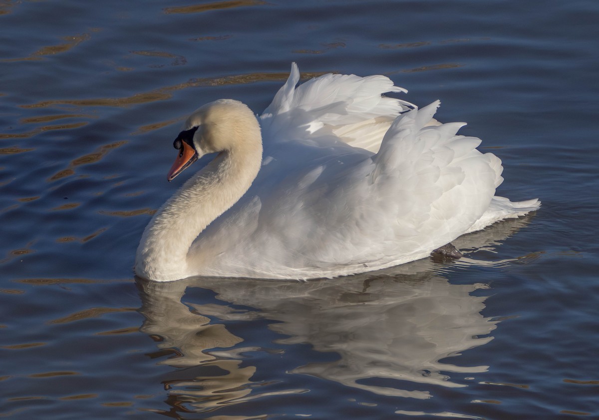 Mute Swan - ML646628827