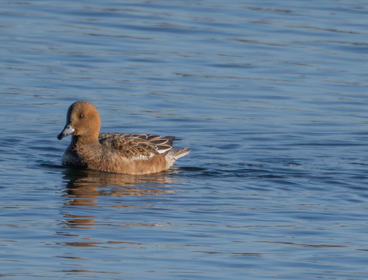 Eurasian Wigeon - ML646628830