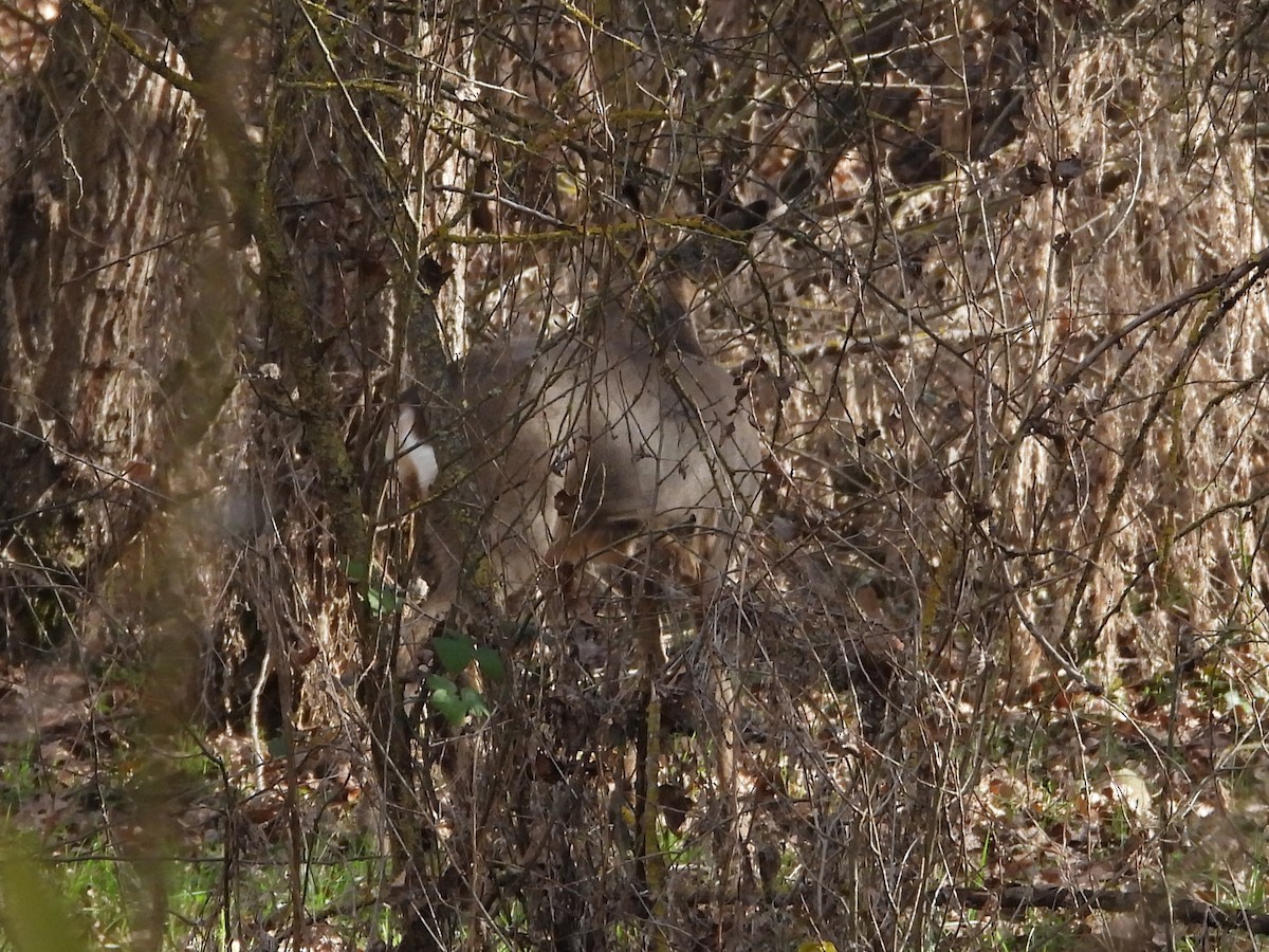 Mammals - ML646628833