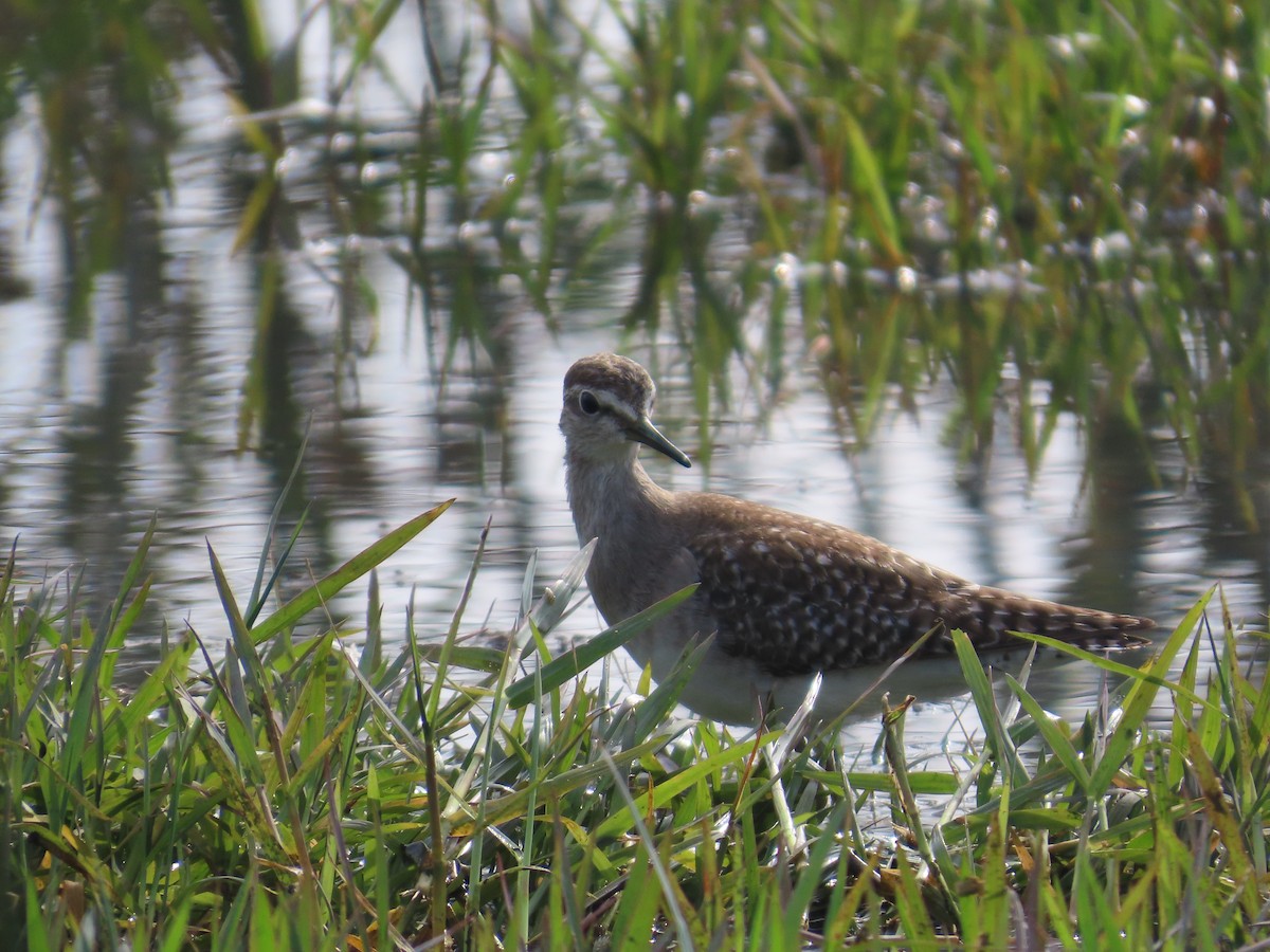 vodouš bahenní - ML646628834