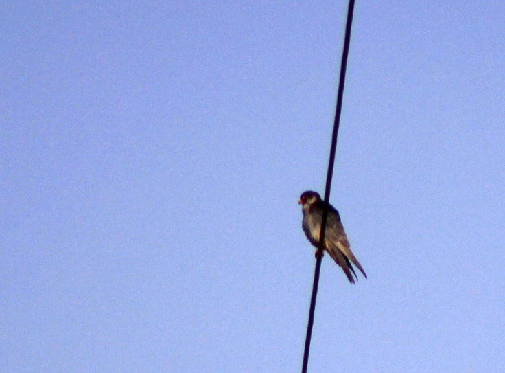 Amur Falcon - ML646628835