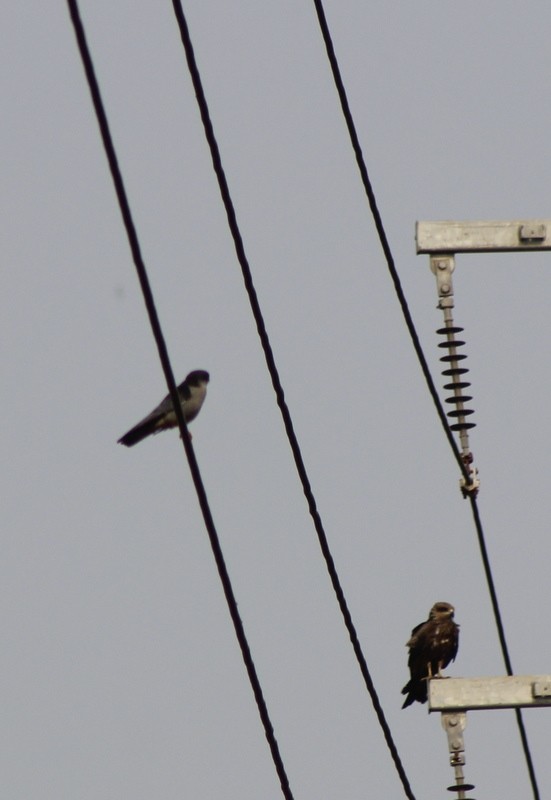 Amur Falcon - ML646628836