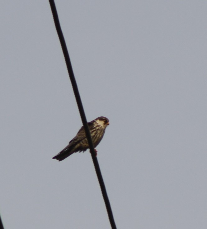 Amur Falcon - ML646628837