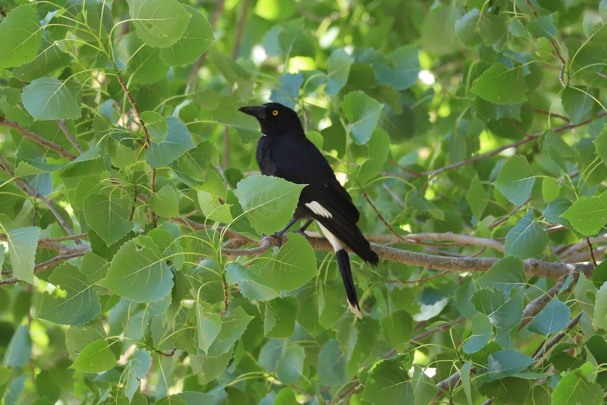 フエガラス - ML646628844