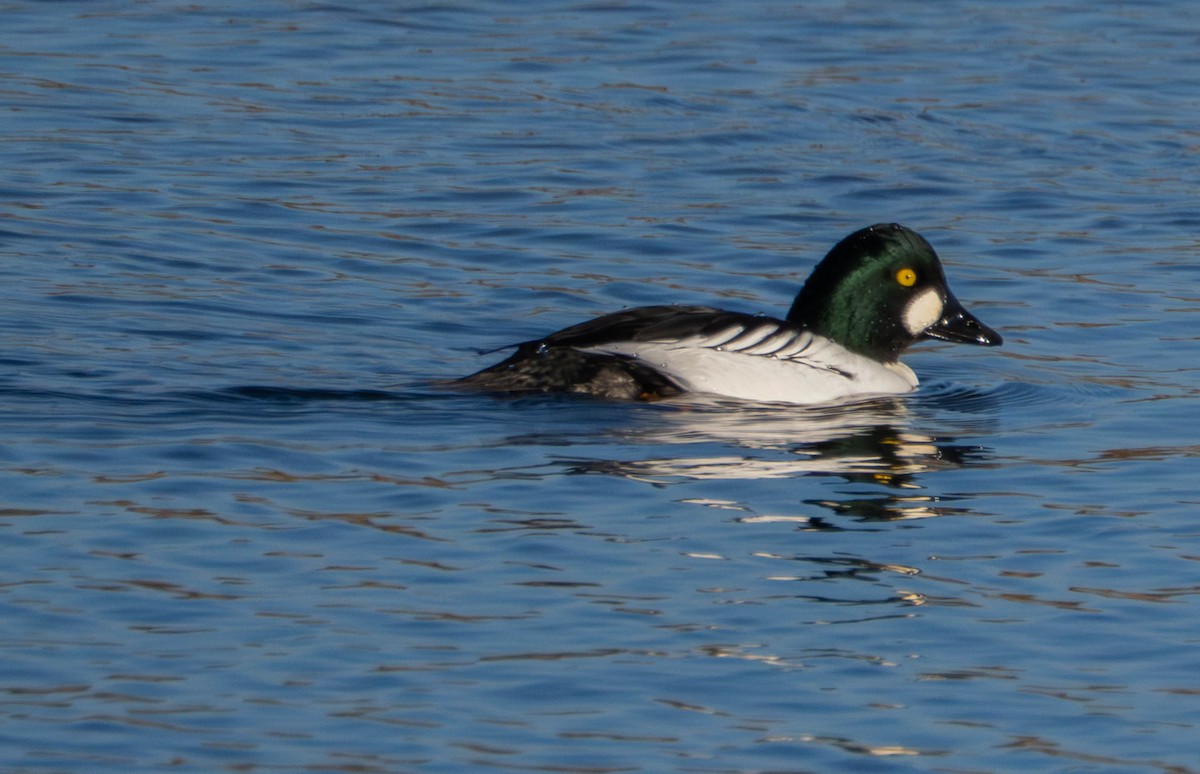 Common Goldeneye - ML646628846