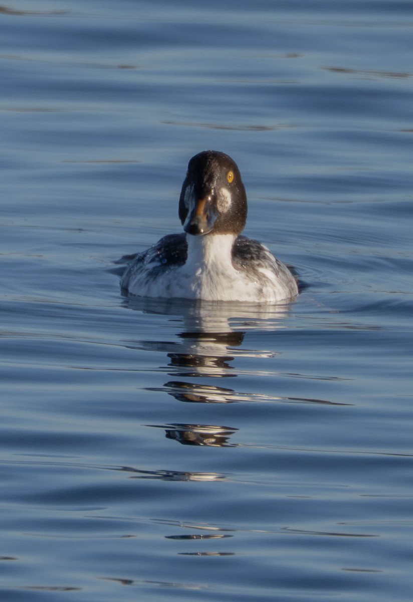 Common Goldeneye - ML646628847