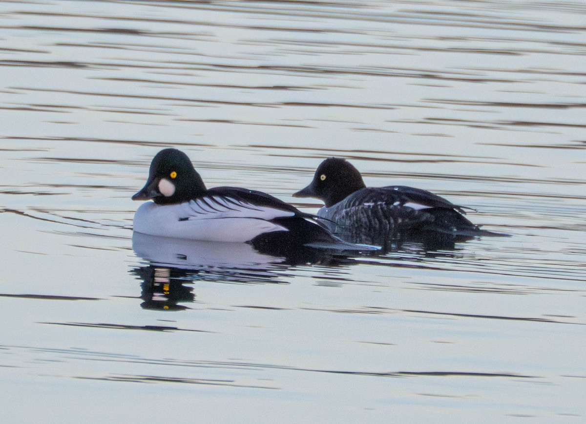 Common Goldeneye - ML646628848