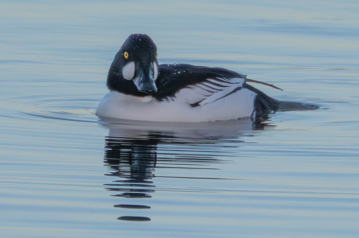 Common Goldeneye - ML646628849