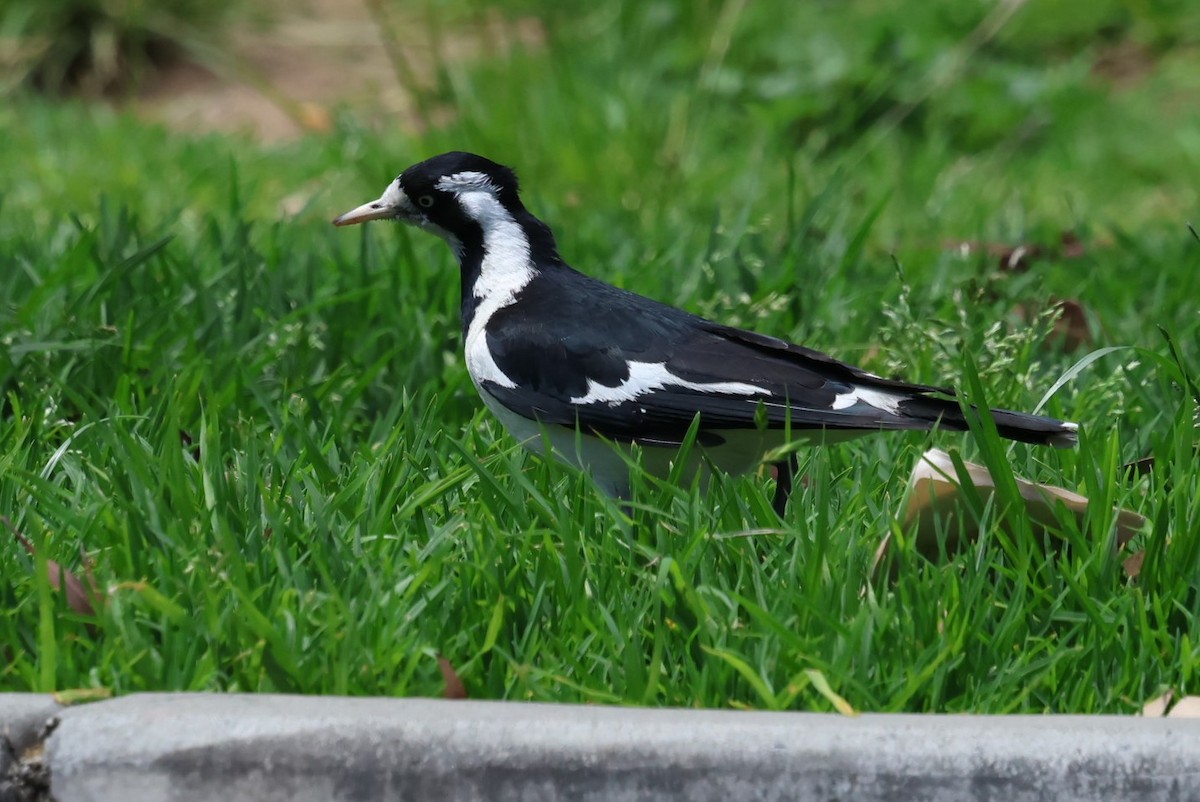 Magpie-lark - ML646628853