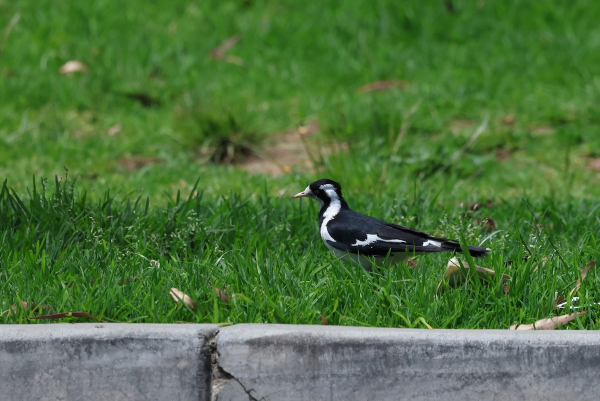 Magpie-lark - ML646628854