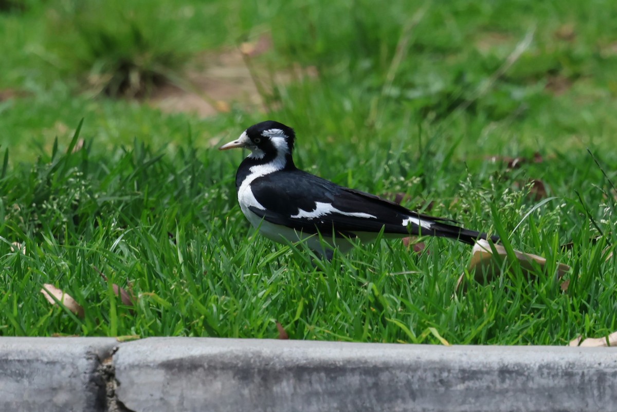 Magpie-lark - ML646628855
