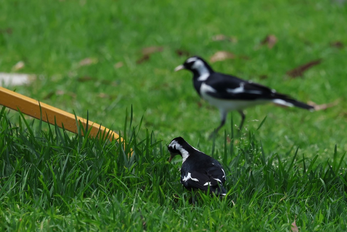Magpie-lark - ML646628856