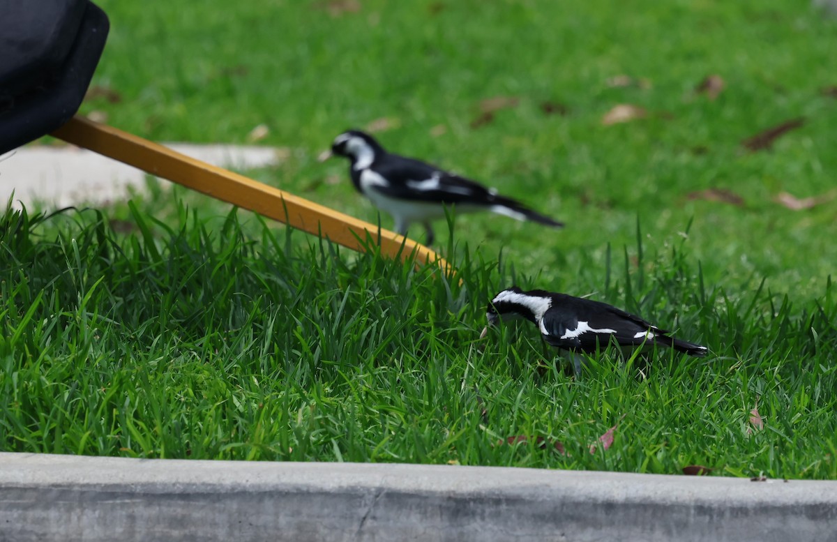 Magpie-lark - ML646628857