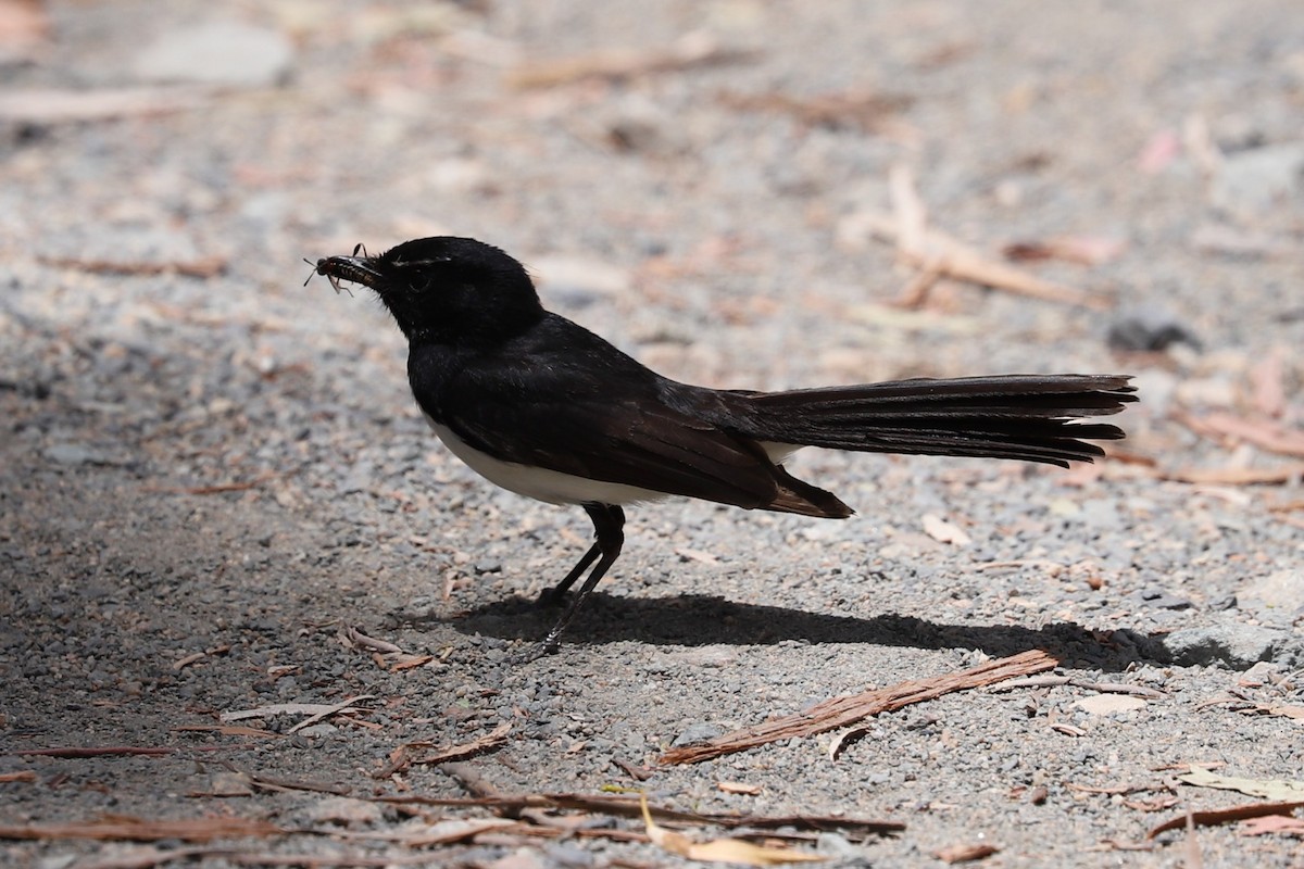 ヨコフリオウギビタキ - ML646628858