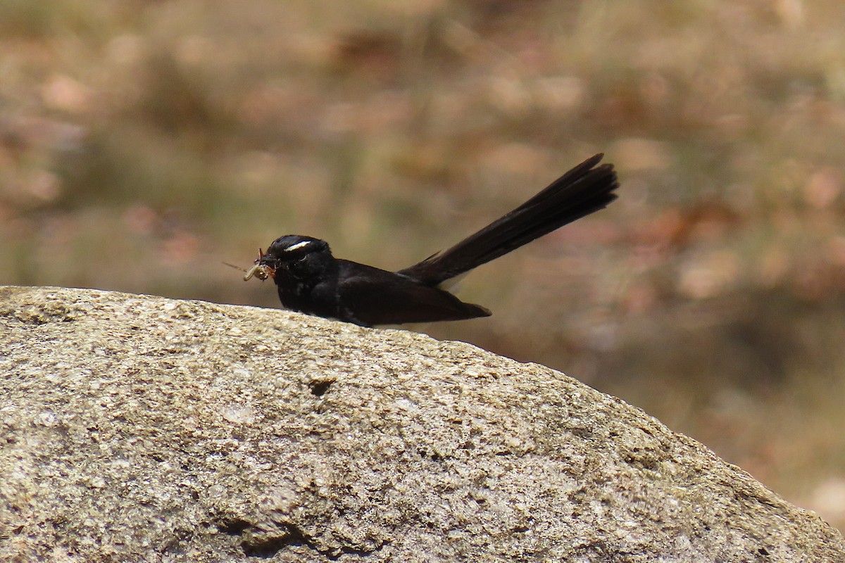 ヨコフリオウギビタキ - ML646628859