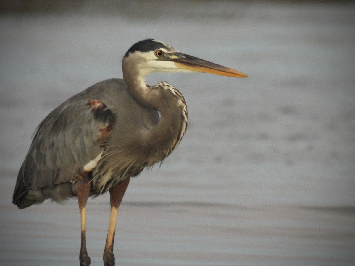 אנפה אמריקנית - ML646628860