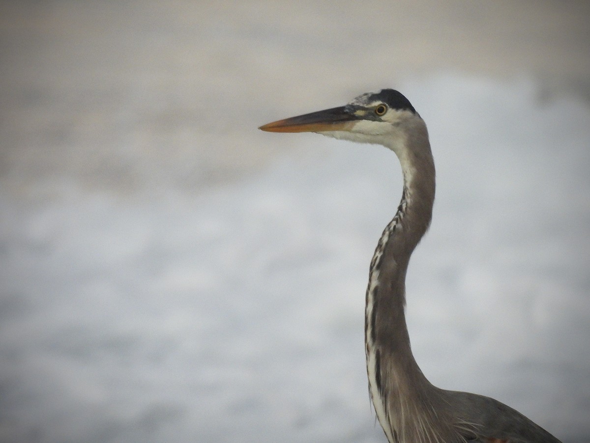 אנפה אמריקנית - ML646628861