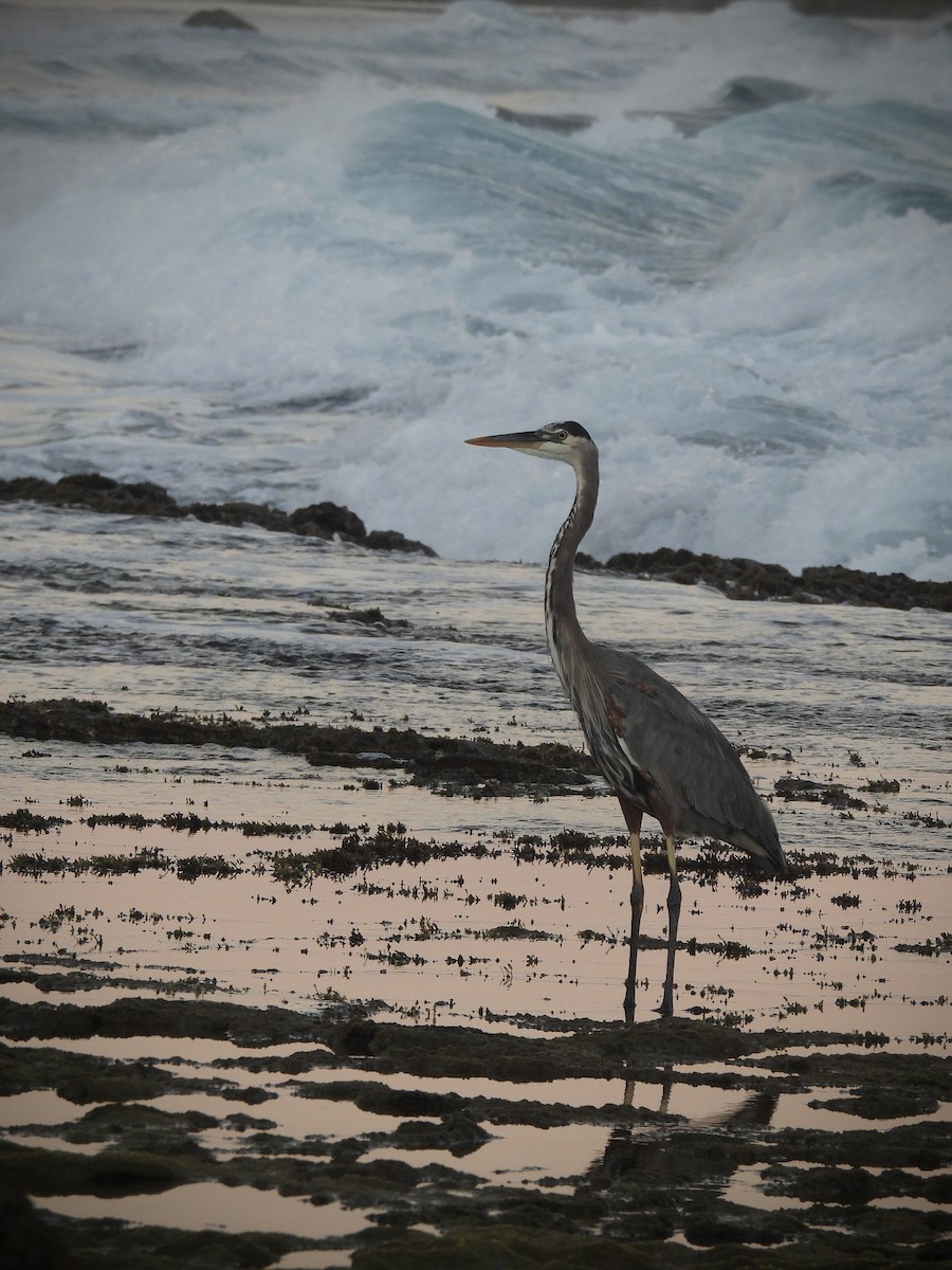 אנפה אמריקנית - ML646628862