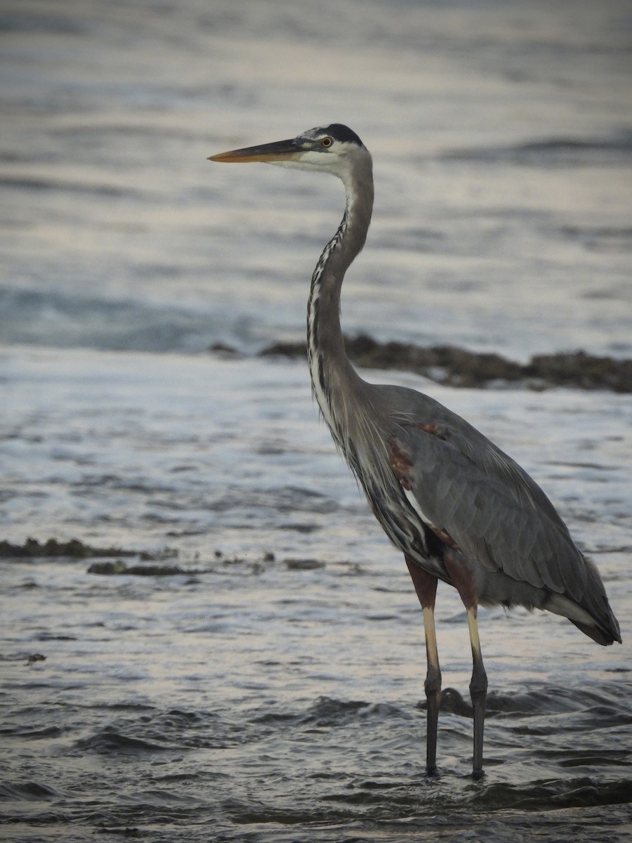 אנפה אמריקנית - ML646628863