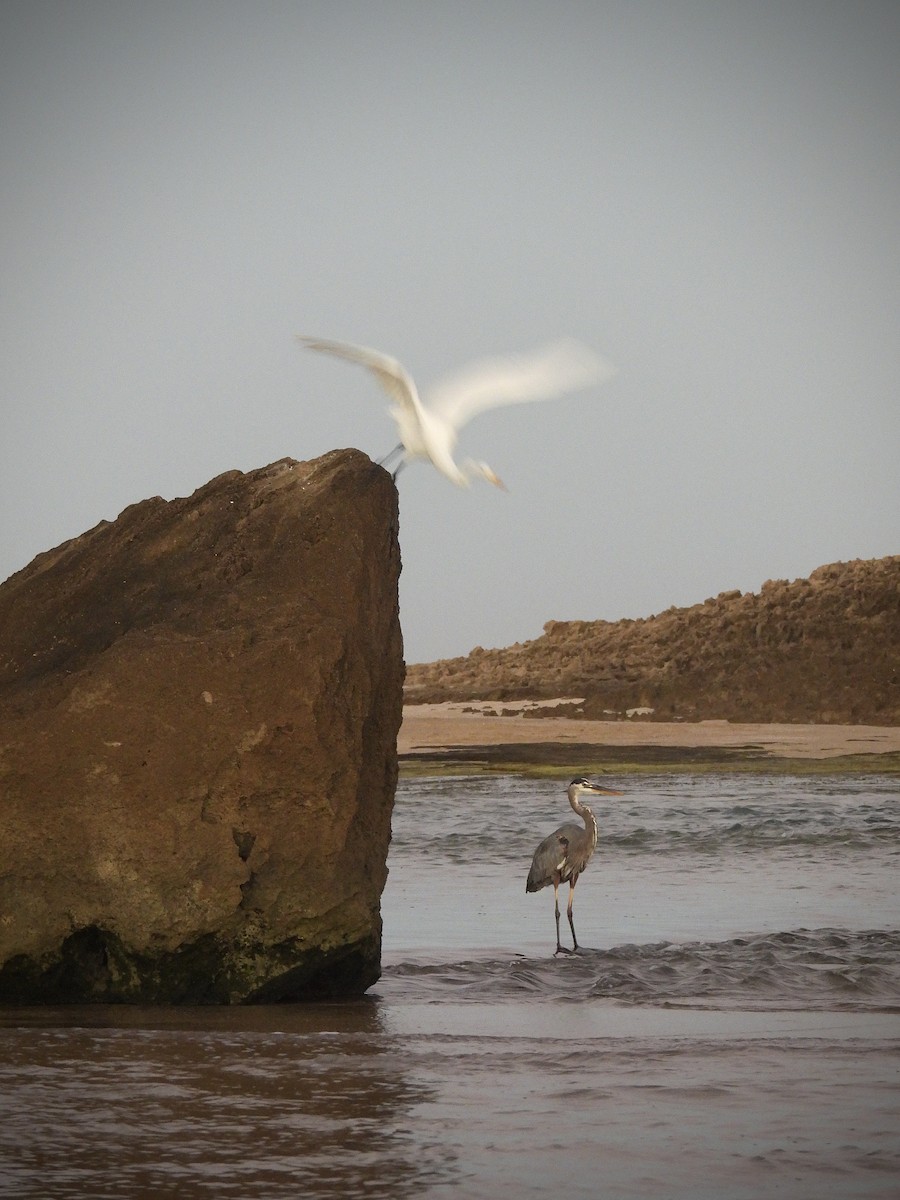אנפה אמריקנית - ML646628864