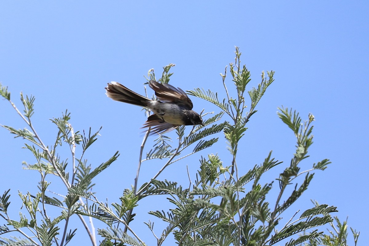 ハイイロオウギビタキ - ML646628865