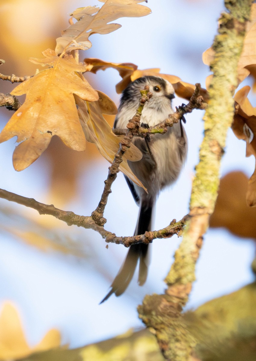 Long-tailed Tit - ML646628866