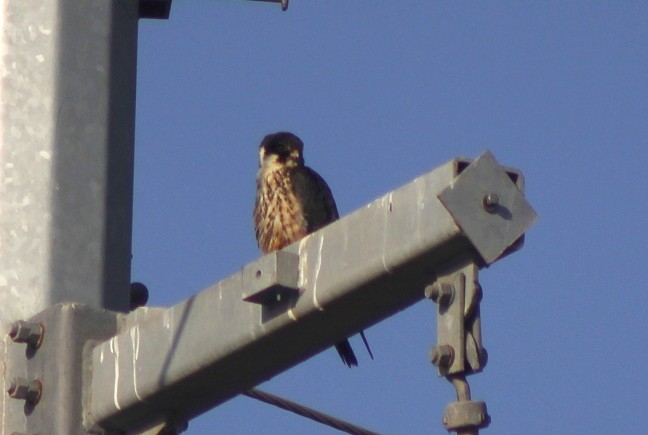 Eurasian Hobby - ML646628869