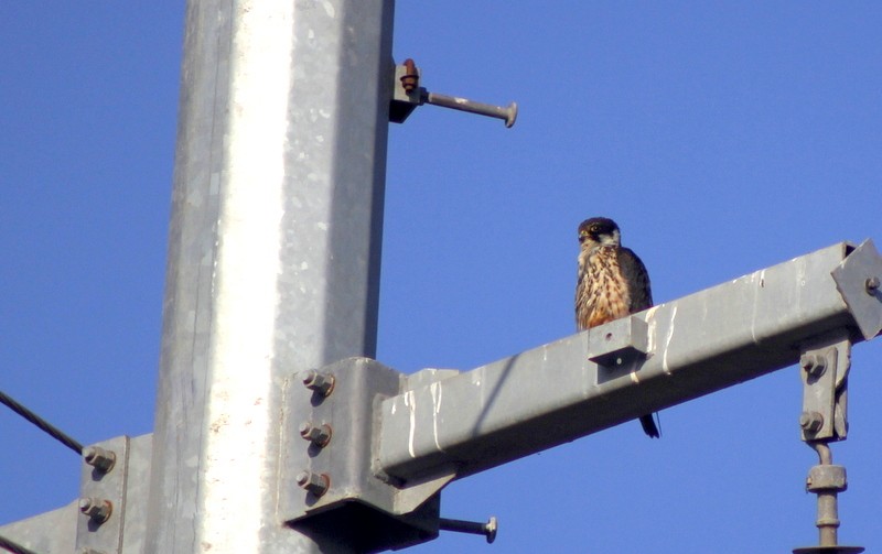 Eurasian Hobby - ML646628870
