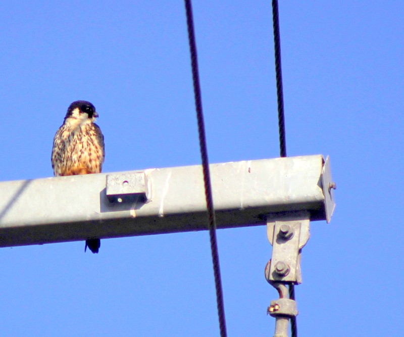 Eurasian Hobby - ML646628871