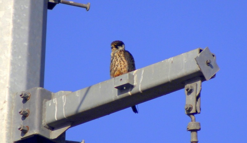 Eurasian Hobby - ML646628872