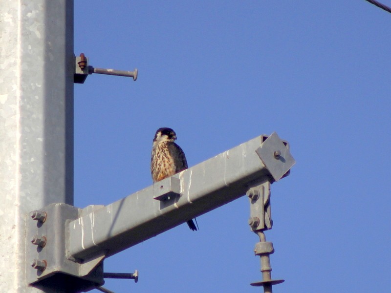 Eurasian Hobby - ML646628873