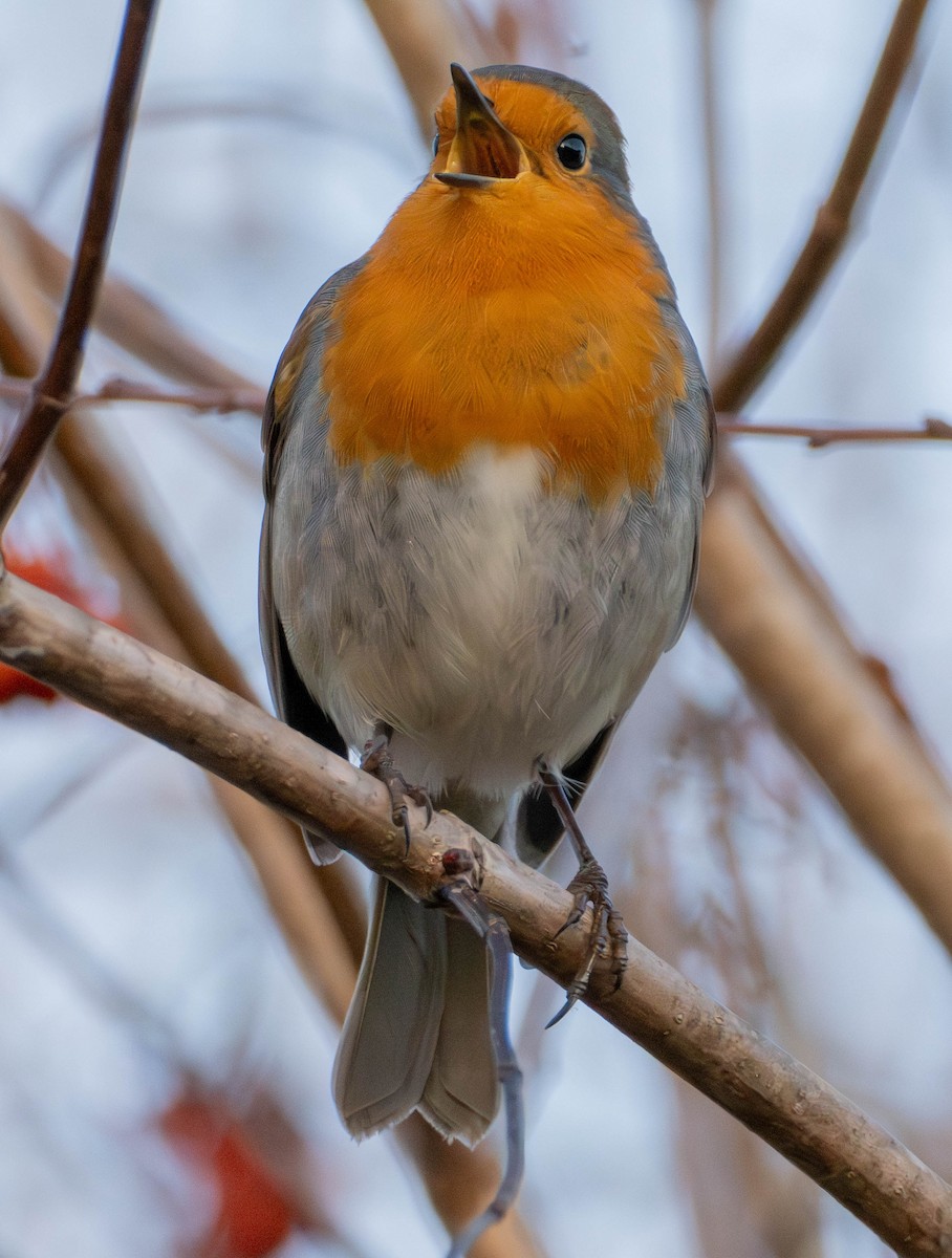 European Robin - ML646628875