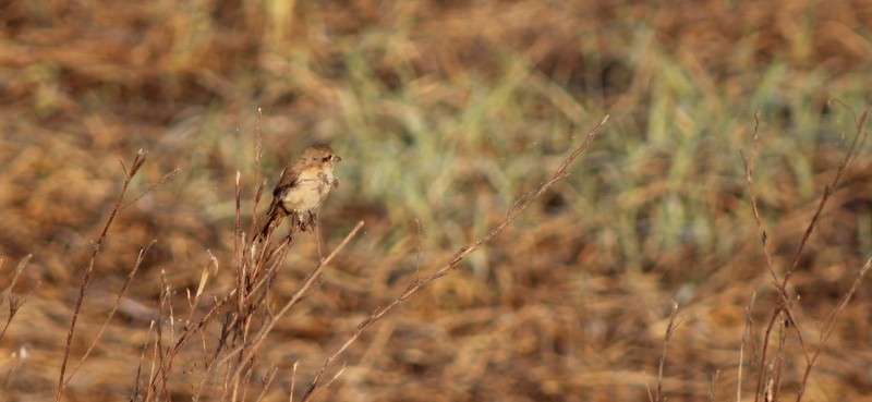Isabelline Shrike - ML646628878