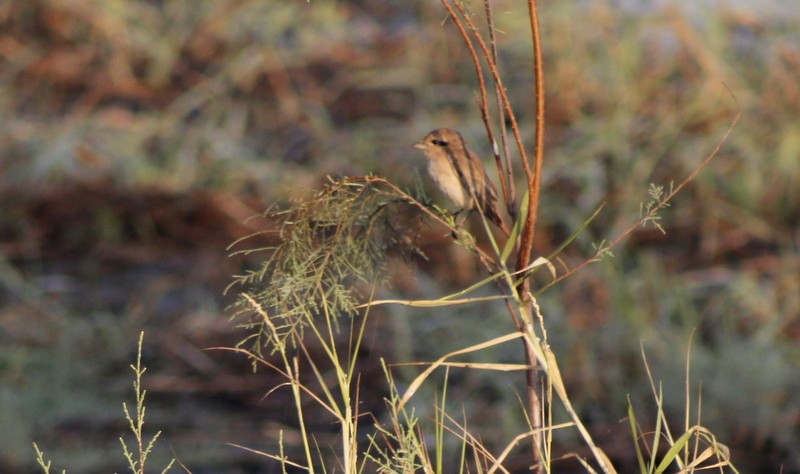 Isabelline Shrike - ML646628879