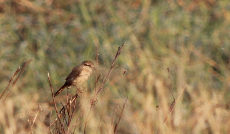 Isabelline Shrike - ML646628880