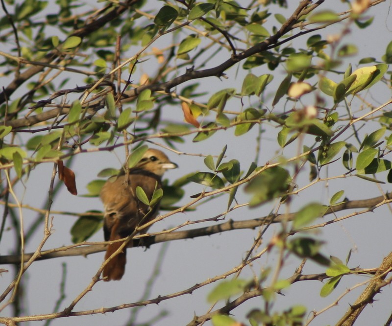 Isabelline Shrike - ML646628881