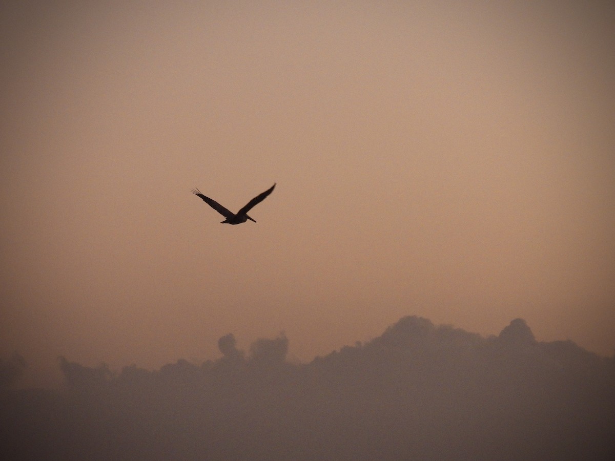 שקנאי חום - ML646628882