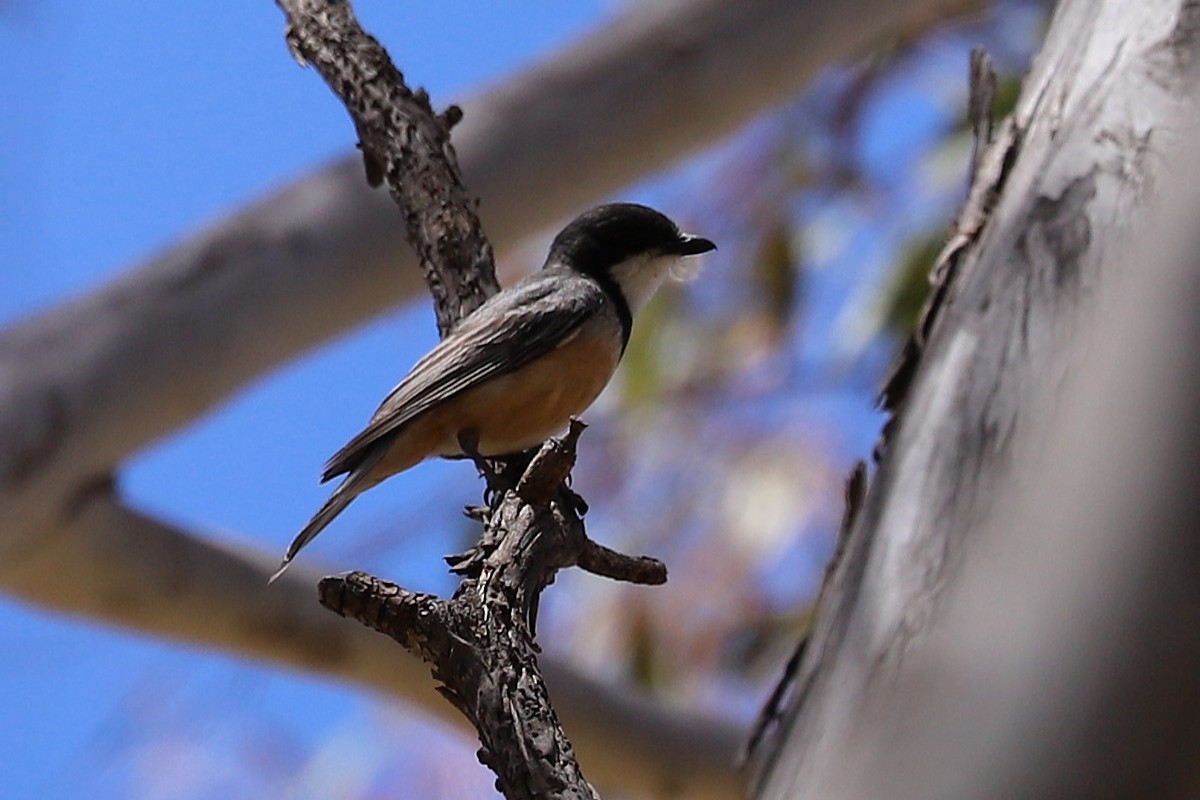 アカハラモズヒタキ - ML646628886