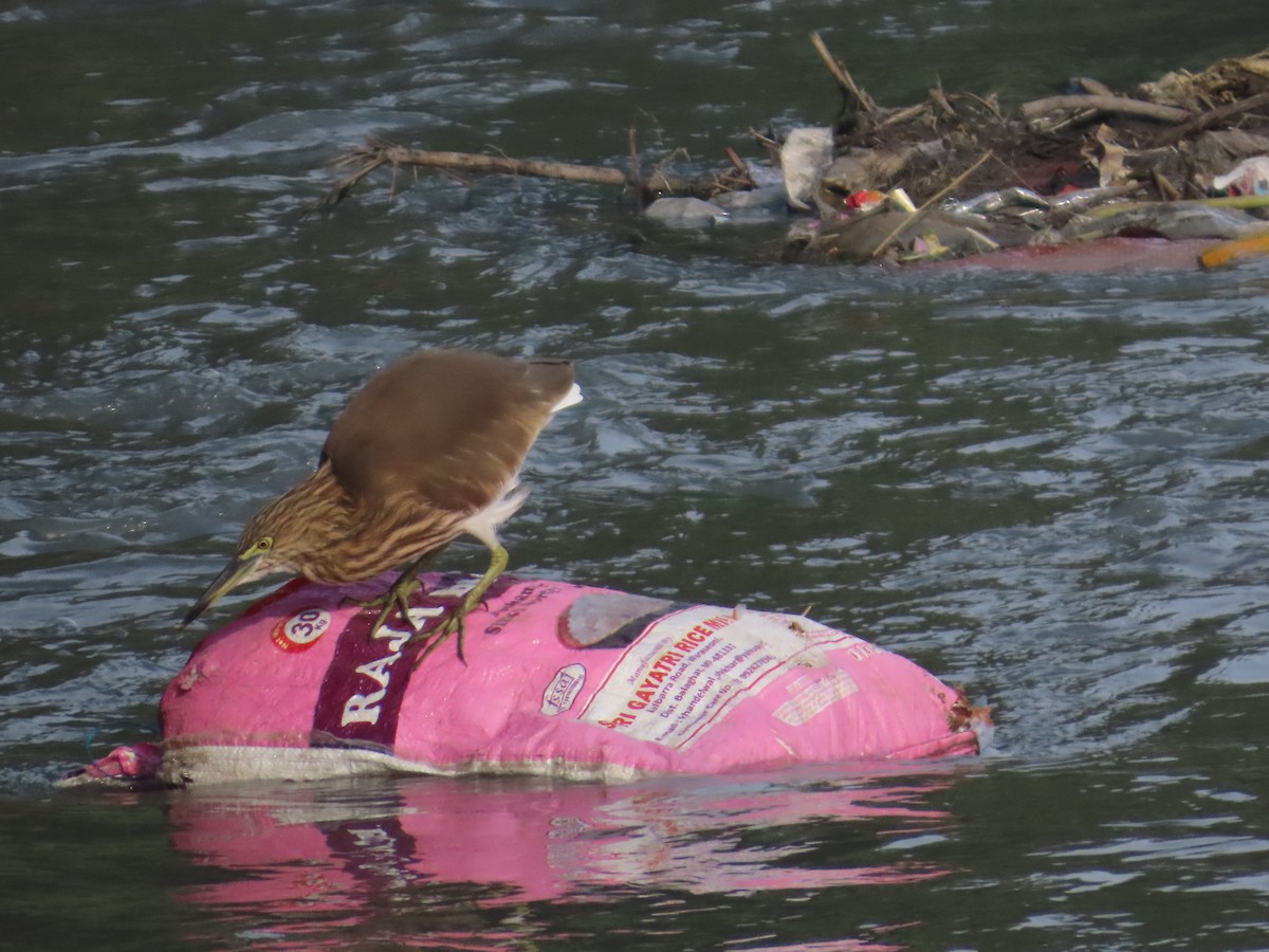 Indian Pond-Heron - ML646628890