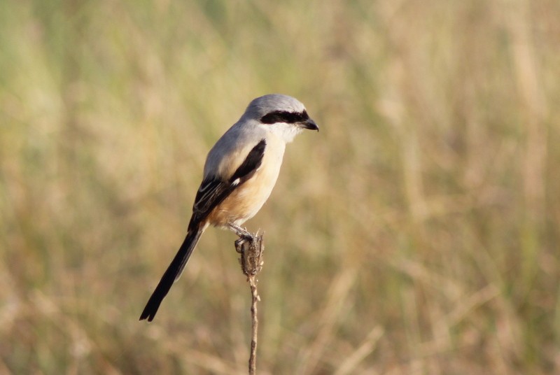 Long-tailed Shrike - ML646628891