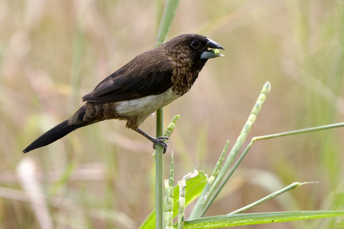 White-rumped Munia - ML646628894