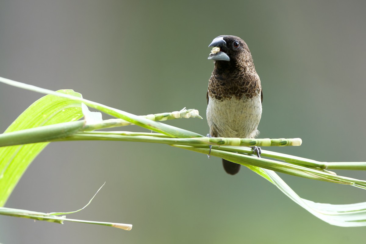 White-rumped Munia - ML646628895