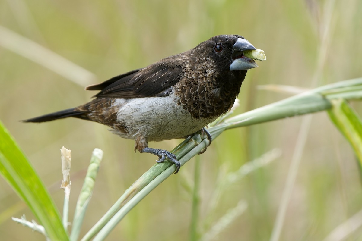 White-rumped Munia - ML646628896